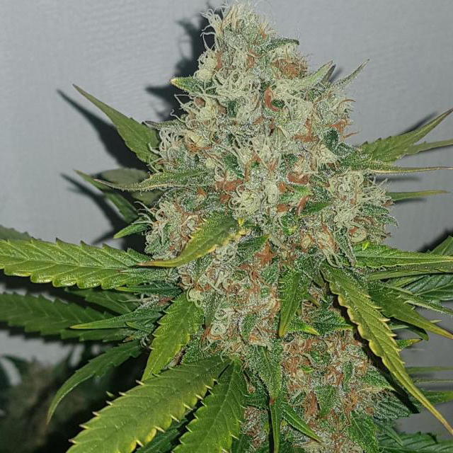 Original Sensible Seeds Auto AK XXL Image 5